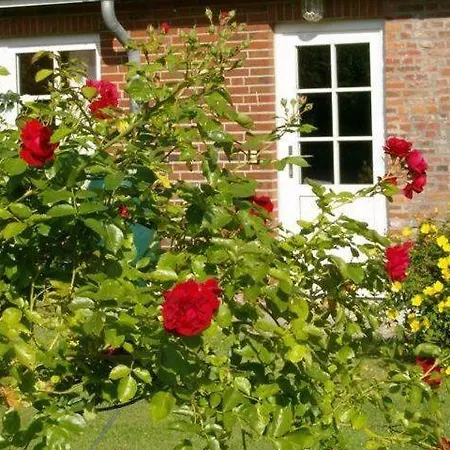 Der Lebensgarten Strandflieder Risum-Lindholm